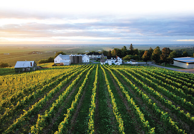 Tourisme Montérégie | Vue au loin d'un vignoble