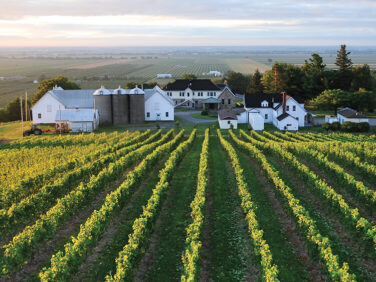 Tourisme Montérégie | Champ de vignes et vignoble québécois