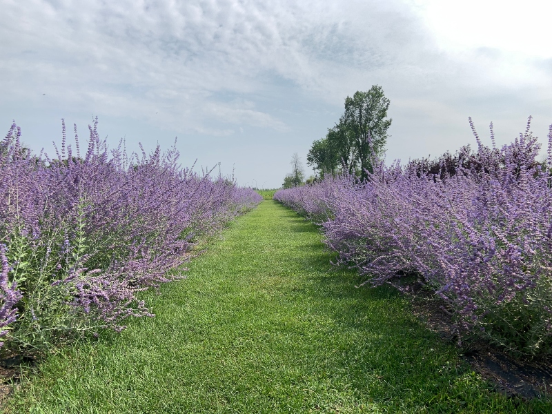Jardin Champs de Rêves