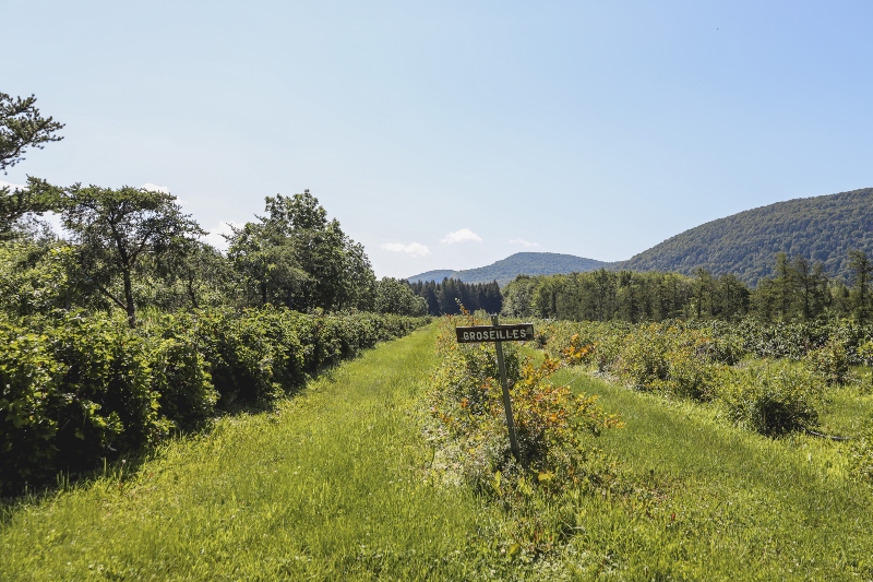 Au Pavillon de la pomme / Créations-sur-le-champ / Land art 15e édition à l'automne 2022