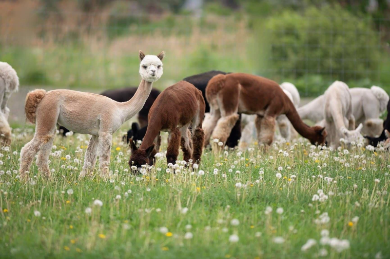 La vie en Alpaga