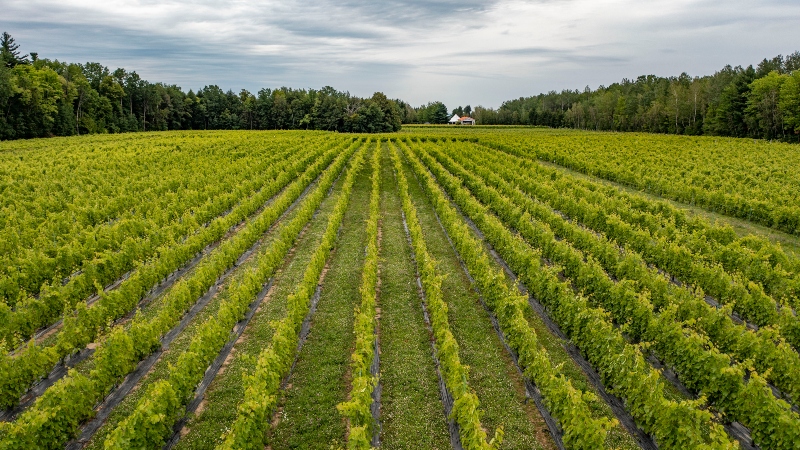 Vignoble Côte de Vaudreuil
