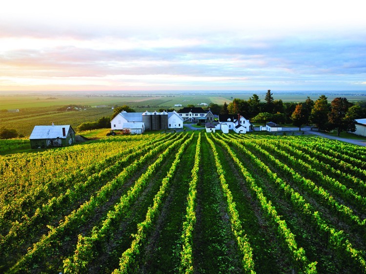 Tourisme Montérégie | Champ de vignes et vignobles au loin