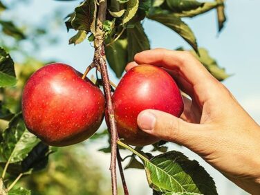 Tourisme Montérégie | Main cueillant une pomme, cueillette de pommes